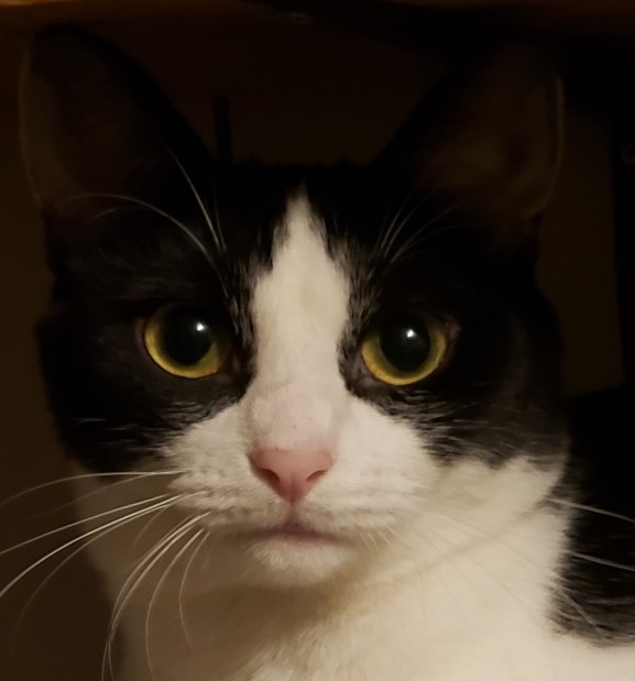 Fur babies _250529_101032_2 (1) (1)