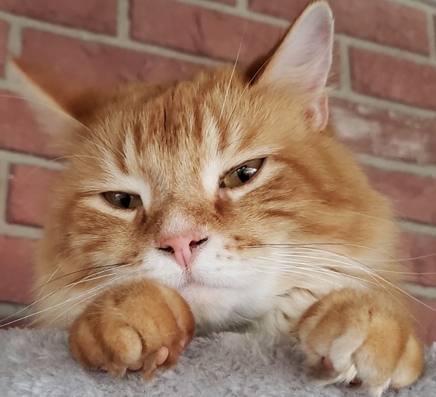 Fur babies _250529_101032_3 (1) (1)