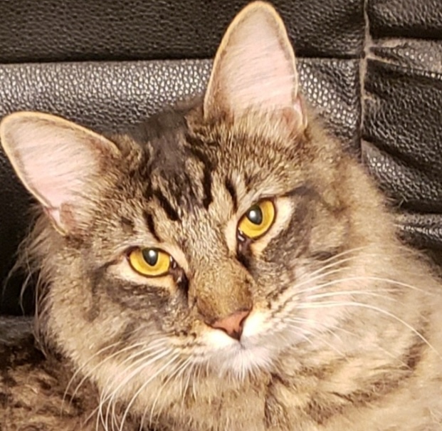 Fur babies _250529_101032_3 (1)