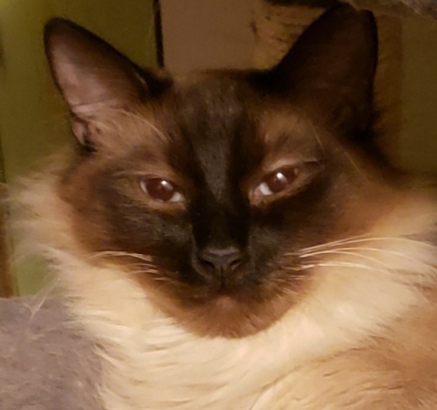 Fur babies _250529_101032_4 (1)
