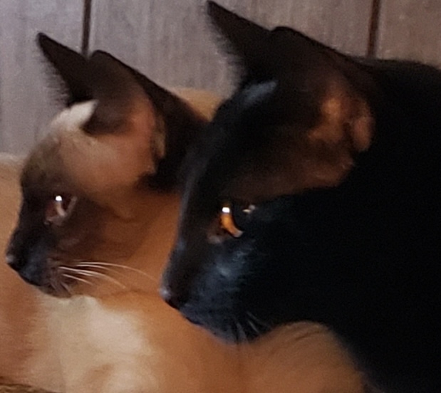 Fur babies _250529_101032_5 (1) (1)