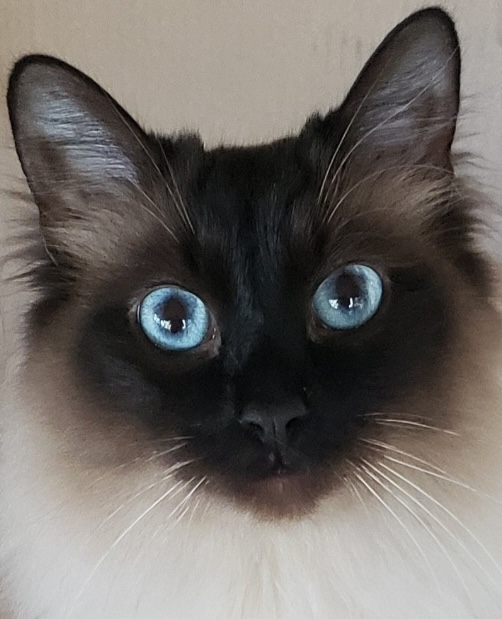 Fur babies _250529_101032_5 (1)