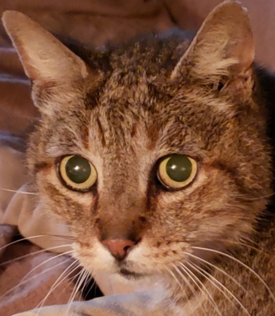 Fur babies _250529_101032_6 (1) (1)