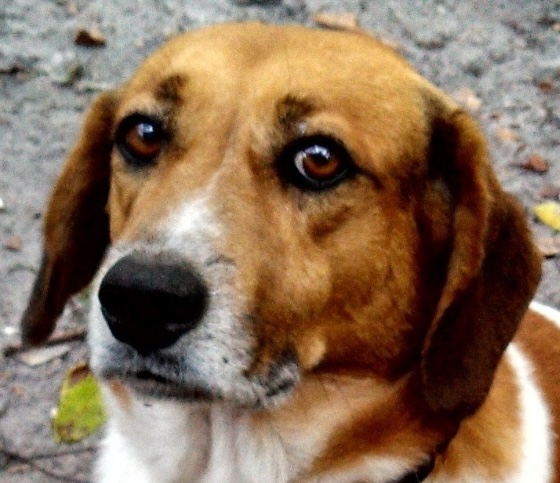 Fur babies _250529_101032_8 (1)