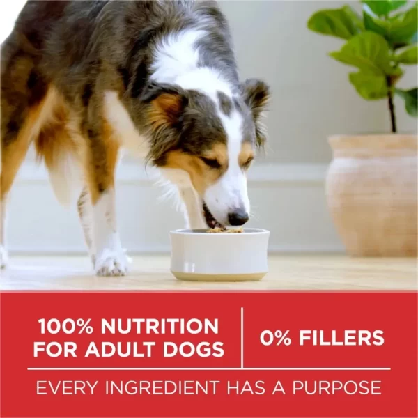 Purina One Dry Dog Food High Protein Microbiome Balance,, Real Lamb & Rice, 31.1 lb Bag - Image 5
