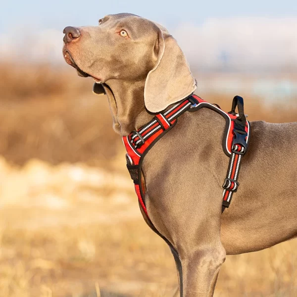 Truelove Pet Harness Nylon Webbing with 3M Reflection Adjustable Aluminum Alloy for Big Medium Dog - Image 6
