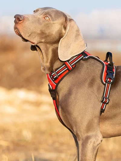 Truelove Pet Harness Nylon Webbing with 3M Reflection Adjustable Aluminum Alloy for Big Medium Small Dog