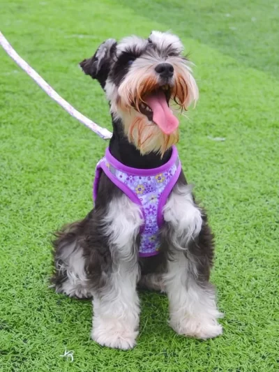 Reflective No Pull Dog Harness and Leash Set Floral Pattern Step in Padded Mesh Vest All Weather Use