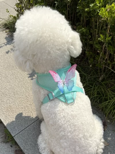 Cute Butterfly, Breathable Dog Harness Set for Small Dogs Cat Puppy Chest Vest Leash