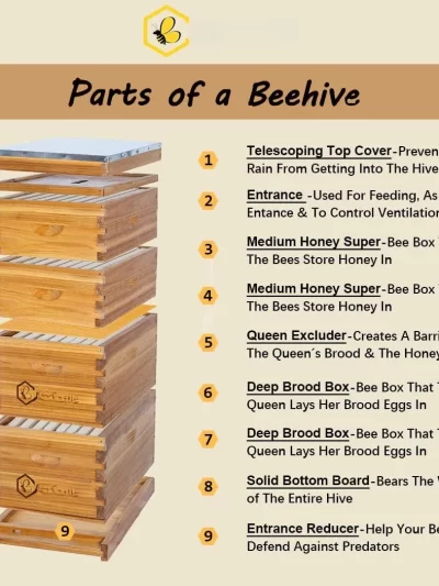 8 Frame Langstroth Bee Hive Coated with 100% Beeswax Includes Beehive Frames and Waxed Foundations (2 Deep Boxes&2 Medium Boxes)