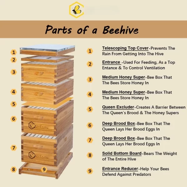 8 Frame Langstroth Bee Hive Coated with 100% Beeswax Includes Beehive Frames and Waxed Foundations (2 Deep Boxes&2 Medium Boxes)
