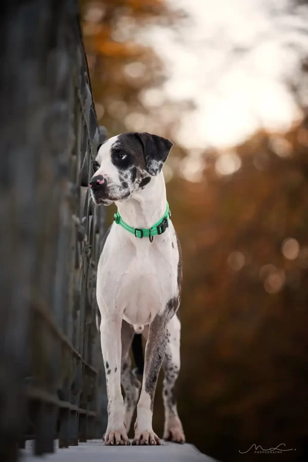 Truelove Dog Collar Nylon Adjustable Webbing Padded Soft Reflective Durable Heavy Duty - Image 3